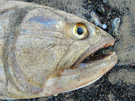 High angle view of river fish over sand at buceo beach, montevideo city, uruguay