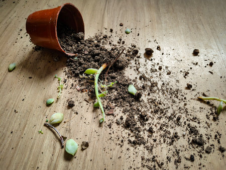Overturned brown plastic pot on a wooden floor with soil and small plant sprouts scattered around.の写真素材