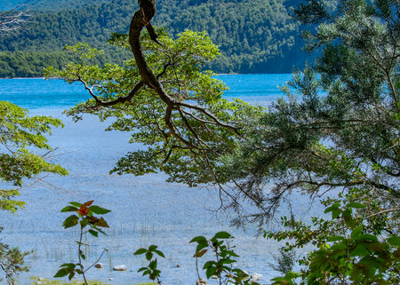 Summer day forest landscape scene at border of lake, los alerces national park, a world heritage site located in chubut province, patagonia, argentinaの写真素材