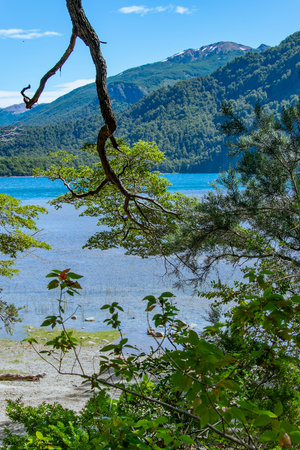 Summer day forest landscape scene at border of lake, los alerces national park, a world heritage site located in chubut province, patagonia, argentinaの写真素材