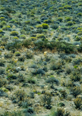 Shrubs vegetation steppe patagonia landscape, cushamen department, chubut province, argentinaの写真素材