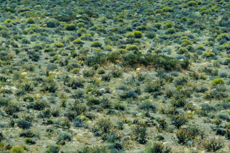 Shrubs vegetation steppe patagonia landscape, cushamen department, chubut province, argentinaの写真素材