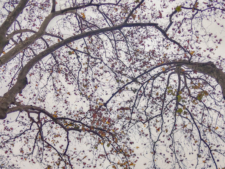 A low angle view shot of bare branches sprawling across a cloudy sky, creating intricate natural patterns.の写真素材