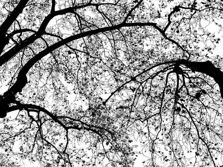 A low angle view shot of bare branches sprawling black and white colors isolated illustrationの写真素材