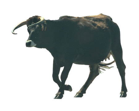 Side view full body black cow walking isolated photoの写真素材