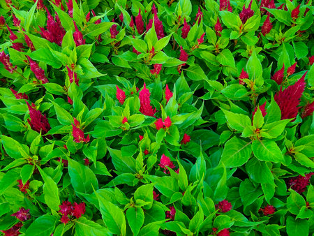 Frontal close-up view of bright green foliage with red buds.