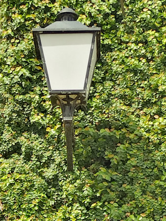 Close-up of a classic black street lamp mounted on a green ivy-covered wall, evoking a sense of old...