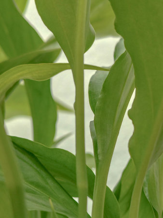 Close-up, front view of vibrant green plant leaves in soft indoor light.