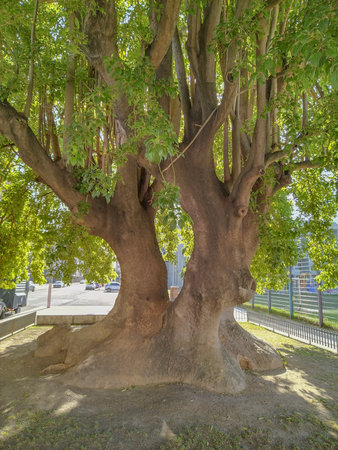 A large, old tree with a thick trunk and sprawling branches providing shade in a natural setting.の写真素材