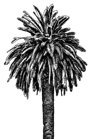 Black and white graphic palm tree front view isolated on blank background illustrationの写真素材