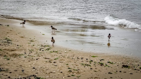 Shorebirds walking on wet sand near the sea, playa mansa, punta del este, urugua