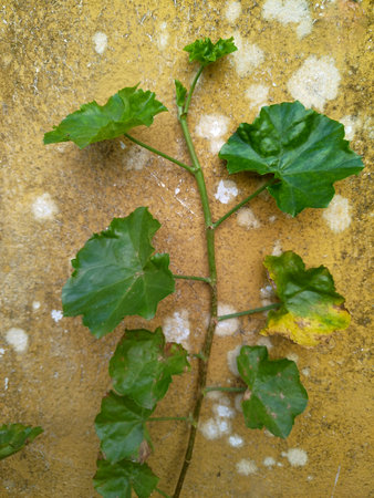 Close-up top-down shot of a plant with textured leaves spreading over a yellow, weathered wall with white stains.の写真素材