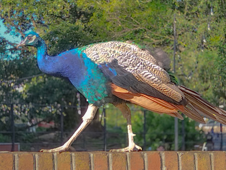 Close-up of a peacock standing on a brick wall in a garden or park, villa dolores zoo park, montevideo city, uruguayの写真素材