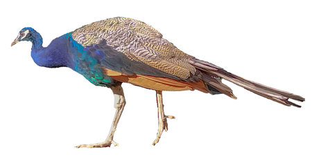 Side view full body portrait of adult peacock isolated photoの写真素材