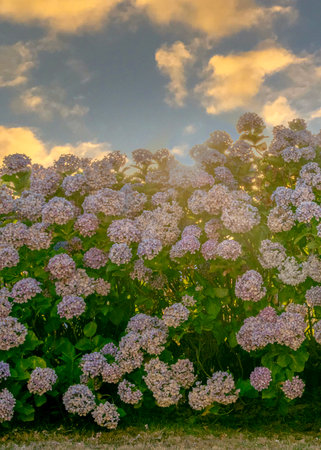 Frontal view of a large blooming hydrangea bush lit by warm golden hour sunlight, under a...