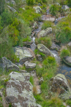 Close-up vertical shot of a narrow stream flowing between mossy rocks and dense green vegetation.の写真素材