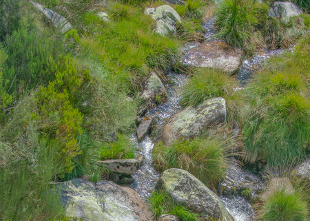 Close-up vertical shot of a narrow stream flowing between mossy rocks and dense green vegetation.の写真素材
