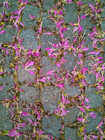 Top down, mediumâshot of scattered pink blossoms and petals on cobblestone pavement, creating a delicate carpet that contrasts urban stone.の写真素材