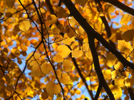 yellow leaf in autumn seasonの写真素材