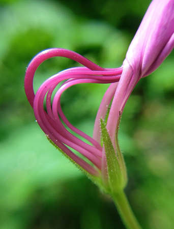 Purple flower on green backgroundの素材