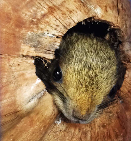 Squirrel in coconut houseの素材