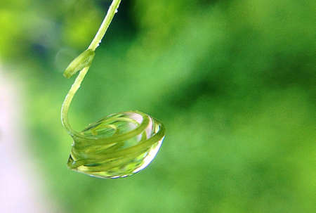 Hand of plant with dewdrop