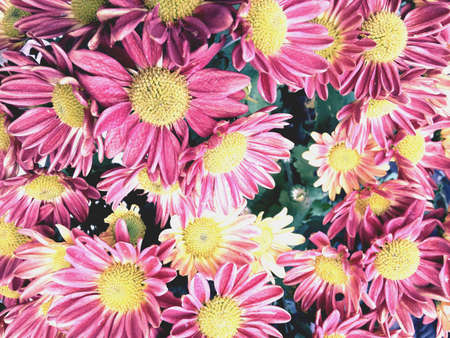 Chrysanthemum Flowers の素材