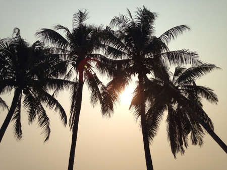 Sunrise and coconut treeの素材