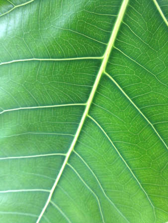 Green leaf の素材