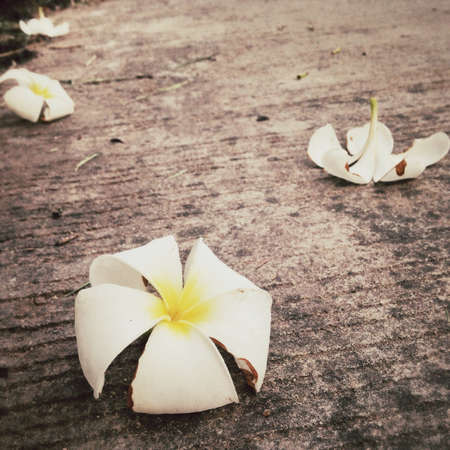 Falling Plumeria flowers on the groundの素材