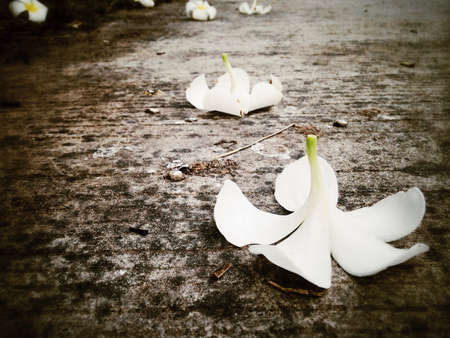 Falling plumeria flower on the groundの素材