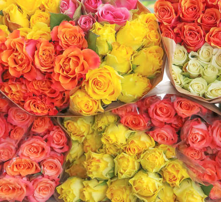 Rose flower backgroundの写真素材