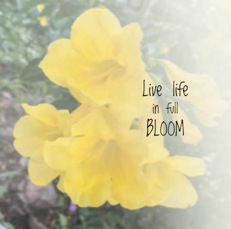 Inspirational quote & motivational backgroundの写真素材