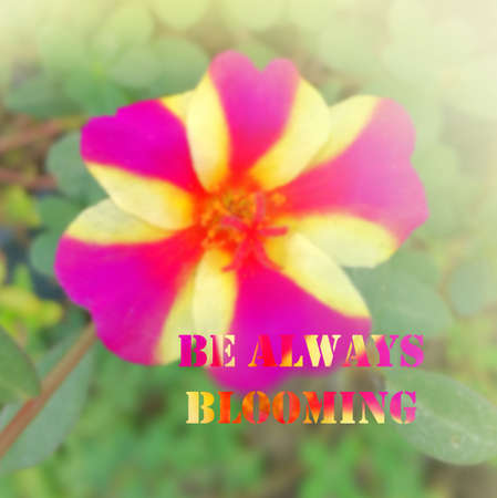 Inspirational quote on blurred backgroundの写真素材