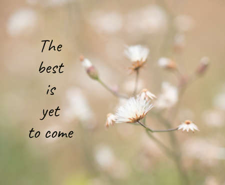 Inspirational and motivation quote on grass flower backgroundの写真素材
