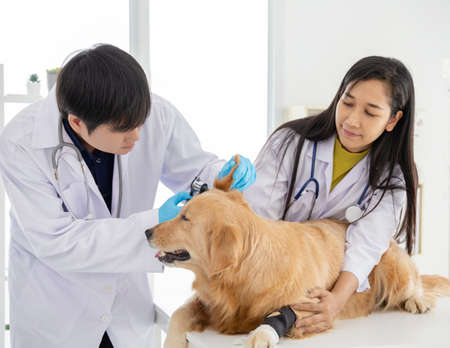 Two veterinarian inspect a dog ears during a check up by using otoscopeの写真素材
