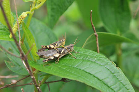 grasshopperの写真素材
