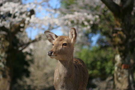 Deer and Cherry Blossoms in Nara Parkの写真素材