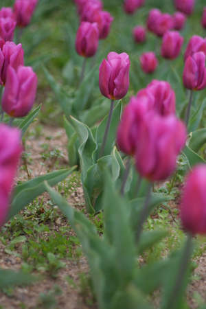 Beautiful tulips of The Tulip Festival in Mnami Hill Park, Nara Prefecture
