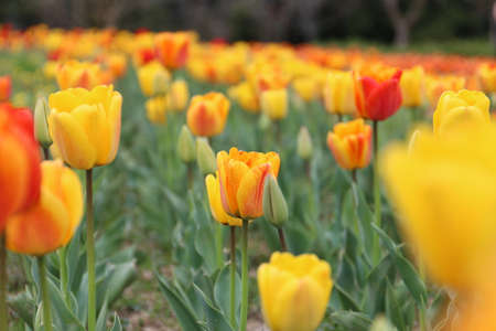 Beautiful tulips of The Tulip Festival in Mnami Hill Park, Nara Prefectureの写真素材