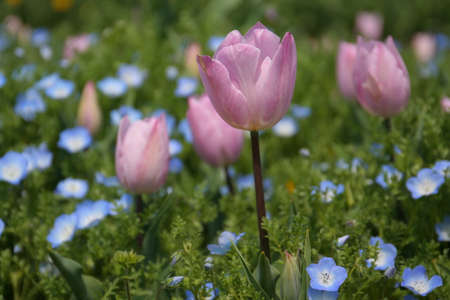 Beautiful tulips of The Tulip Festival in Mnami Hill Park, Nara Prefecture
