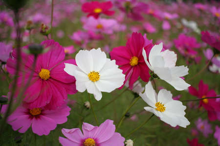 Beautiful cosmos blooming in cosmos fieldの写真素材