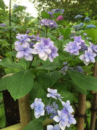 Hydrangea bloomed beautifully this year