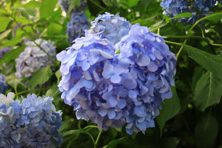 Hydrangea bloomed beautifully this year