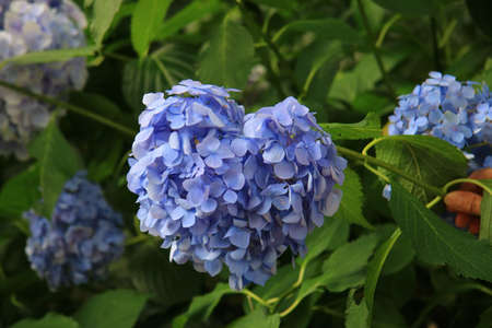 Hydrangea bloomed beautifully this year