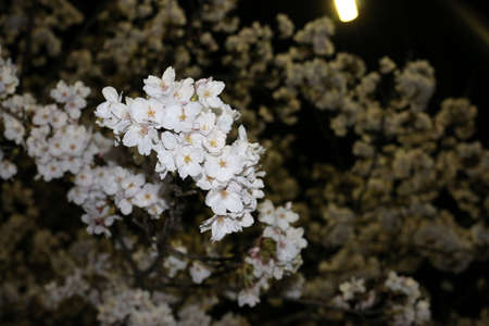 Beautiful night cherry blossom viewing