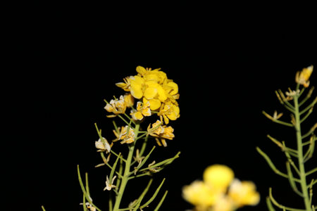 Beautifully blooming flowersの写真素材