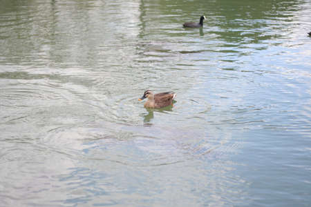 Beautiful Duckの写真素材