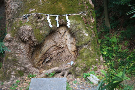 A divine big tree in the cityの写真素材