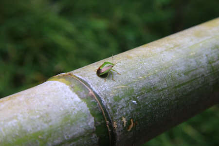 Turtle on bamboo handrashi